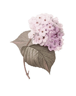 淡紫色绣球花装饰图案