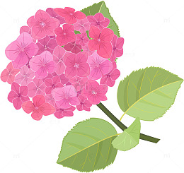 清新唯美粉色绣球花