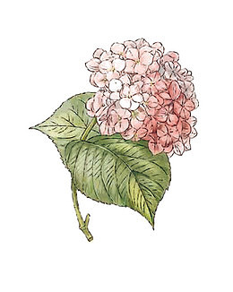 粉色绣球花