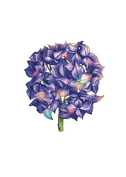 手绘绣球花