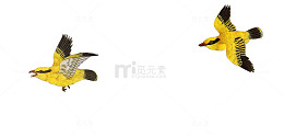 飞翔的小黄鸟
