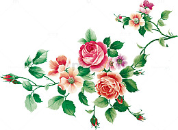 合成水彩手绘月季花玫瑰花效果