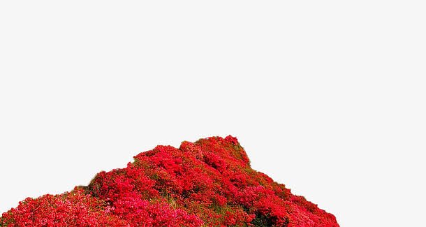 映山红花