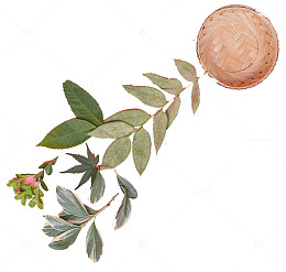 清新竹篮树叶素材