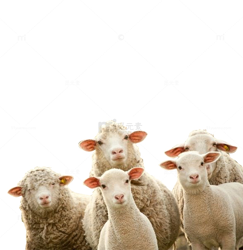 牧场绵羊