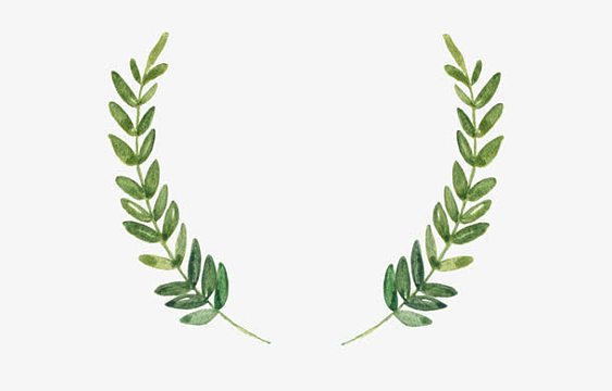 手绘叶子边框