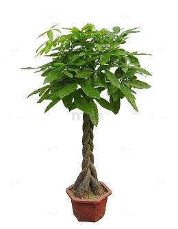 大型发财树盆栽