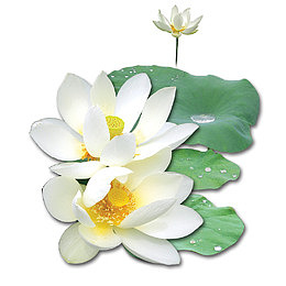 洁白莲花