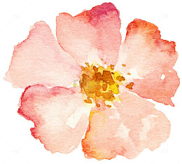 手绘水彩花粉色