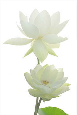 高贵的白莲花图片素材