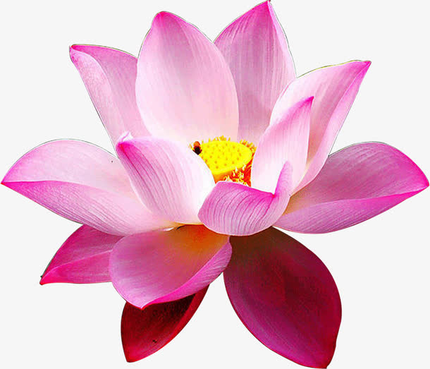 高贵的荷花免抠素材免费下载_觅元素51yuansu.com