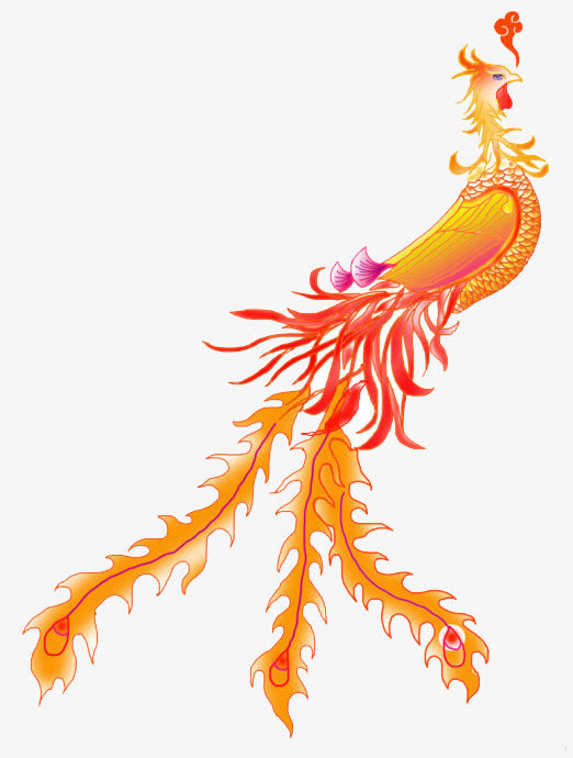 手绘金凤凰