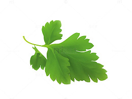 绿叶植物