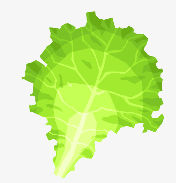 矢量卷心菜叶子