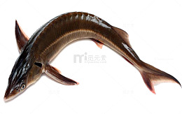 实物 鲟鱼 促销