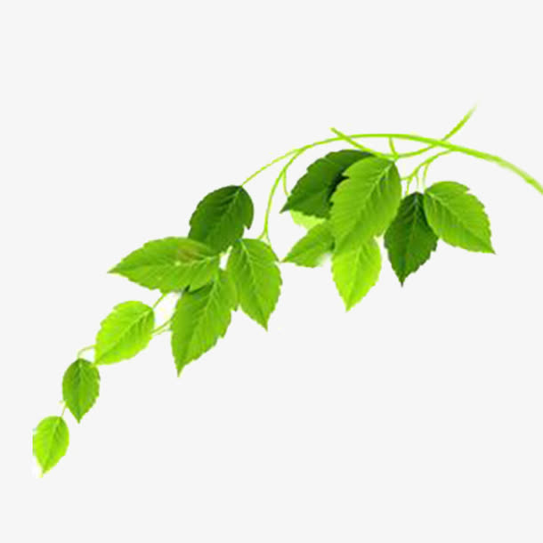 树枝叶素材免费下载_觅元素