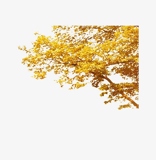 黄色秋天大树