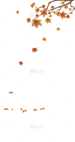 枫叶树枝