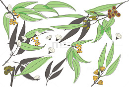 矢量图木棉花