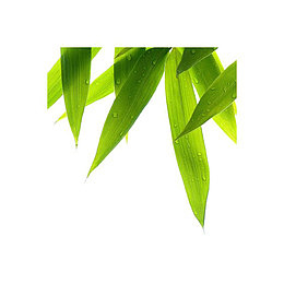 绿色叶片