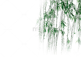 漂浮柳叶
