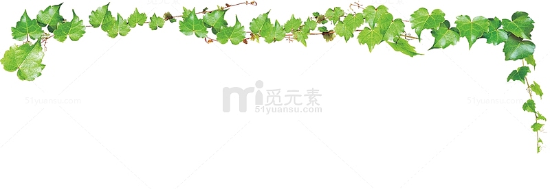 爬山虎藤
