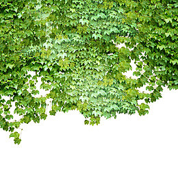墙头爬山虎免抠素材