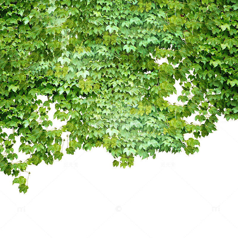 墙头爬山虎免抠素材