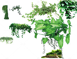 绿植合集