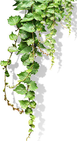 爬山虎 绿色