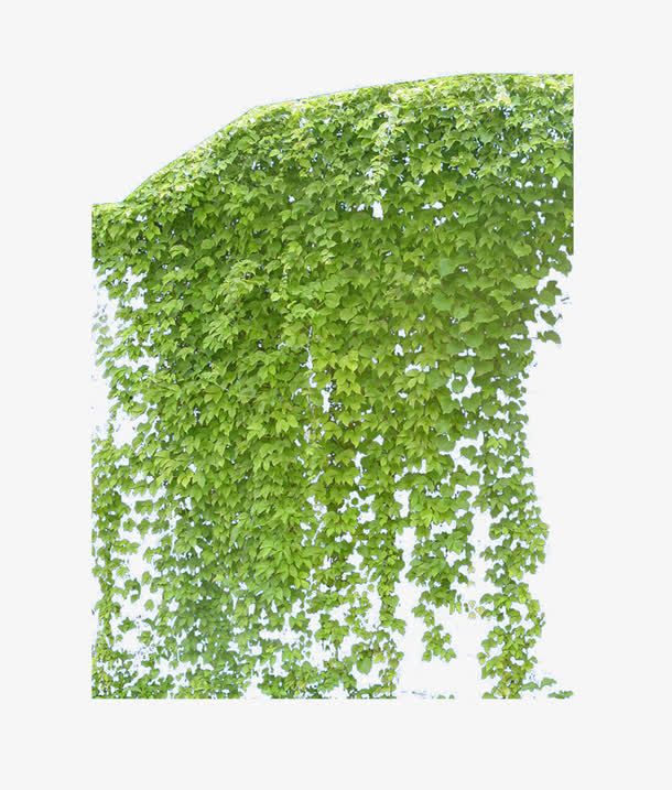 爬墙虎素材免费下载_觅元素