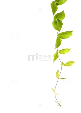 绿叶藤蔓