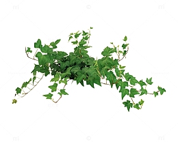 爬山虎