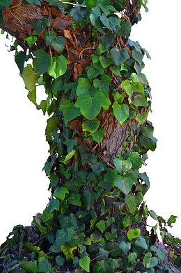 植物爬山虎