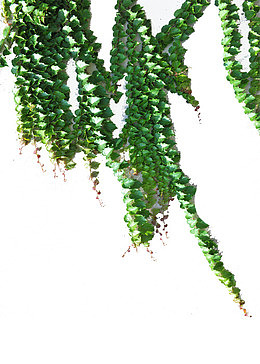 爬墙植物