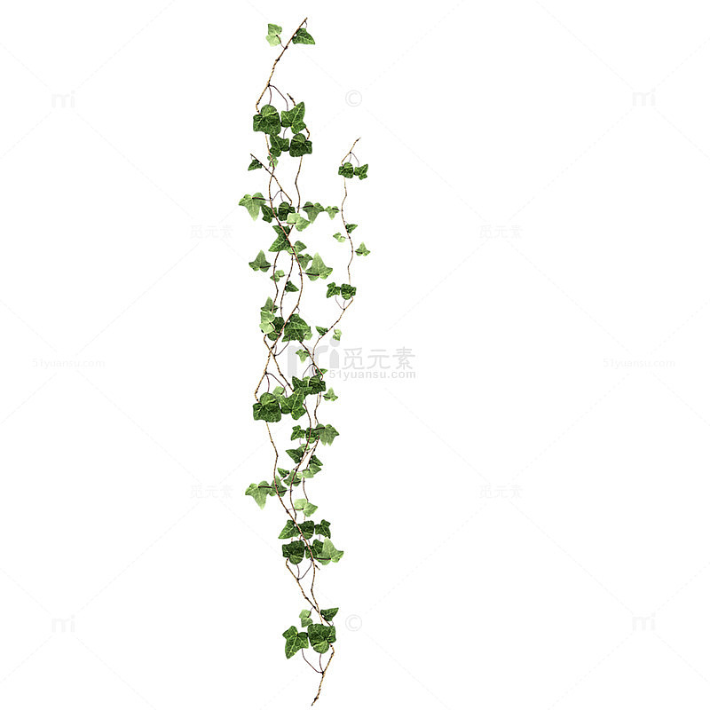 绿色的爬山虎