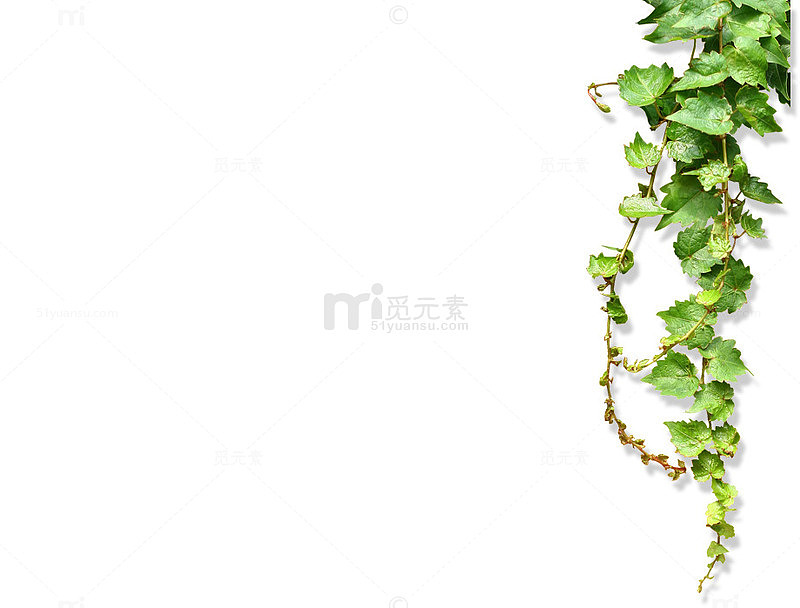 爬山虎