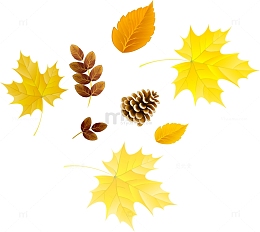秋天枫叶装饰图案