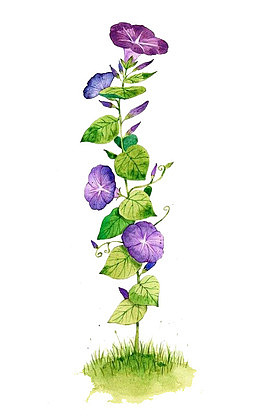 水彩牵牛花