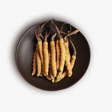 药材,冬虫夏草,中药png西藏那曲药材冬虫夏草psdjpg冬虫夏草中医文化