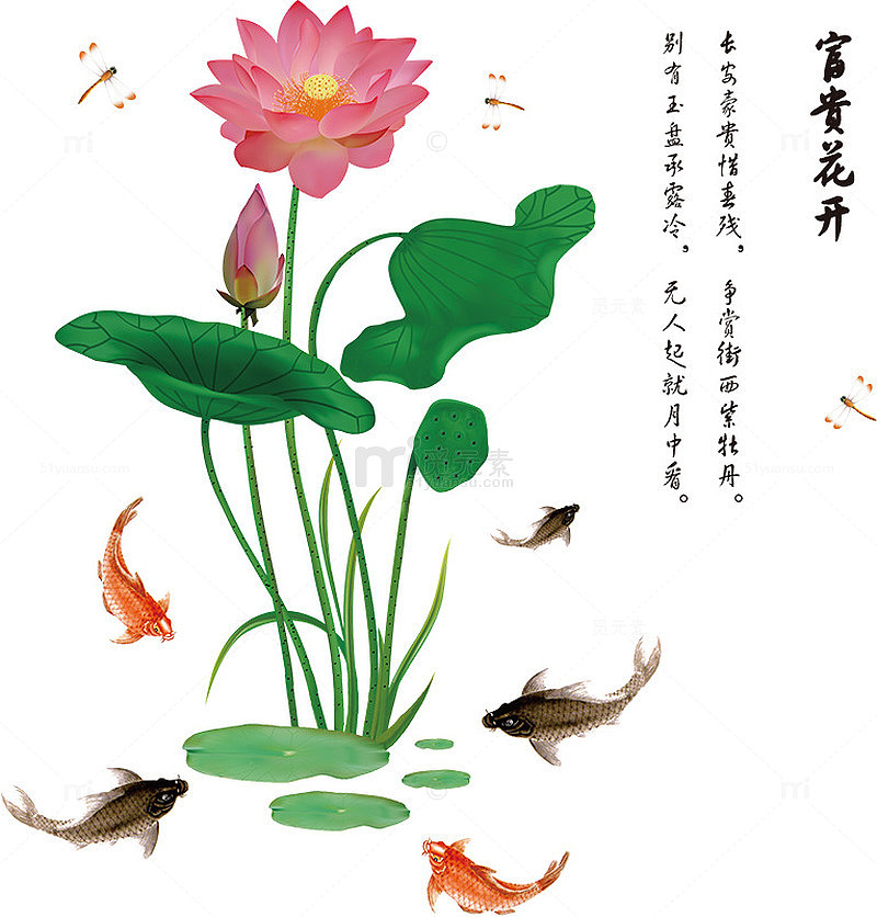 富贵花开
