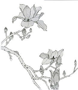手绘玉兰花