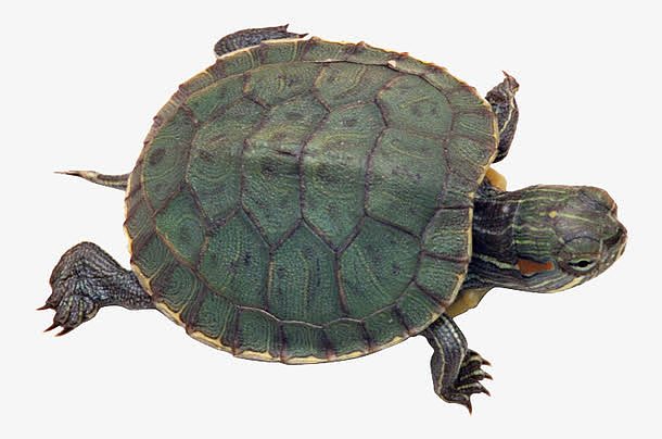 绿色的巴西龟动物免抠素材