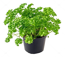 欧芹盆栽
