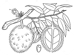 手绘黑白榴莲画