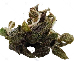 人工种植的金线莲