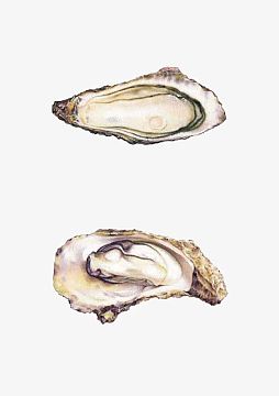 手绘生蚝