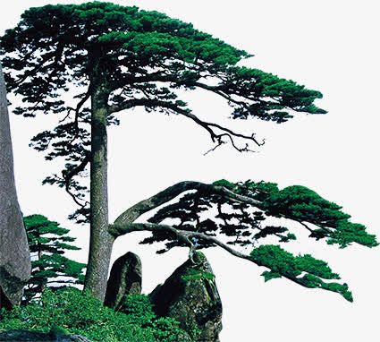 迎客松免抠素材免费下载_觅元素51yuansu.com