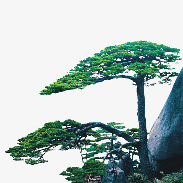 迎客松素材免费下载_觅元素