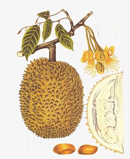 榴莲树素材-榴莲树png图片下载-觅元素